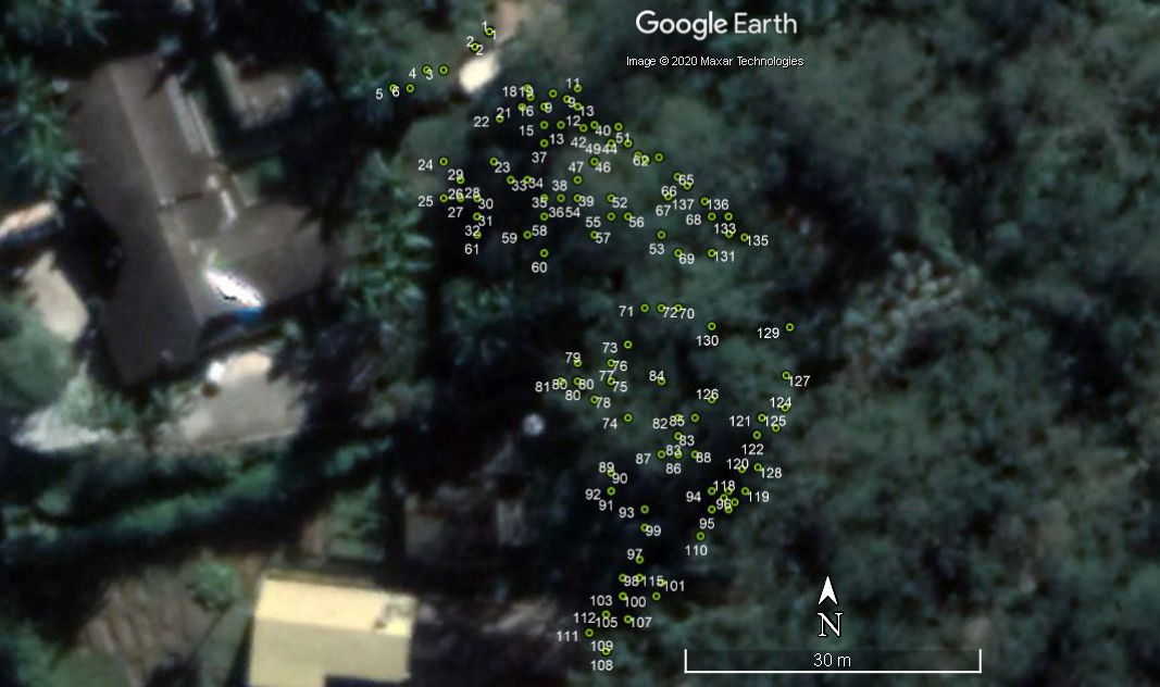 Árvores satélite.jpg